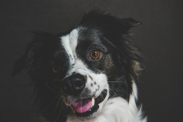 Le processus d'adoption d'un chiot : ce que vous devez savoir