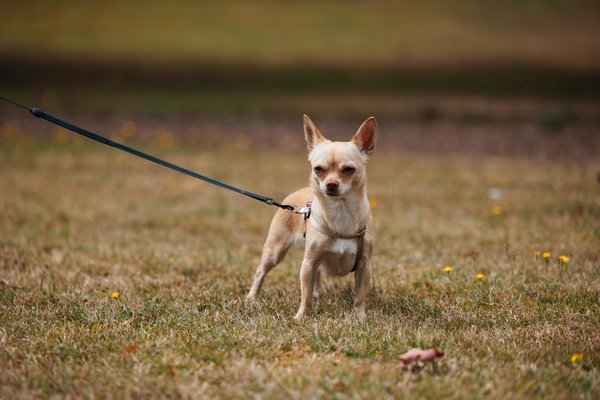 Chats abandonnés : les initiatives les plus originales pour encourager l'adoption