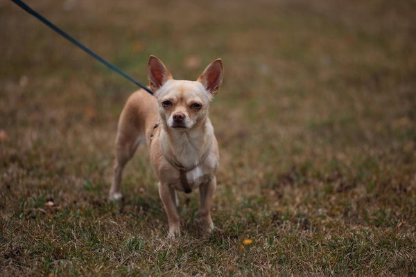 Service à domicile : Le vétérinaire peut-il venir chez moi pour examiner mon chat ?
