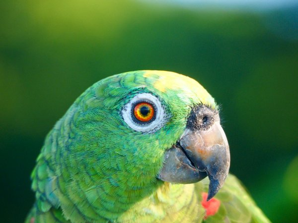 Adoption chien : comment choisir la race qui vous convient ?